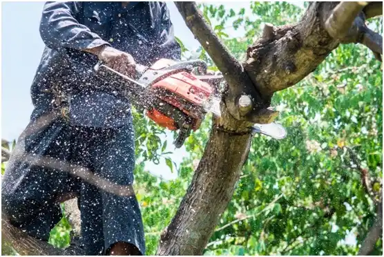 tree services Soap Lake